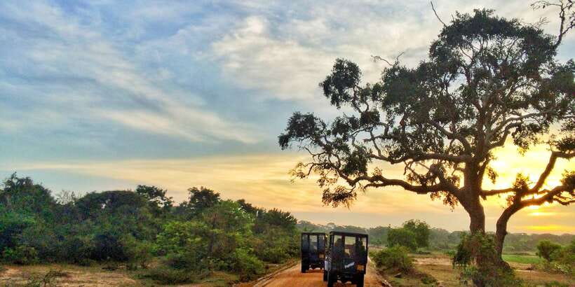 Yala National Park: Half, 7-Hour, or Full-Day Safari & Meals - Morning Safari: The Best Choice for First Light