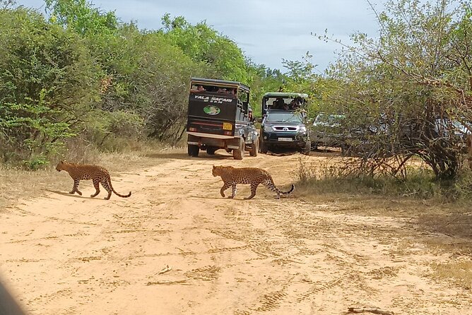 Yala National park: Half day & Full Day & Private - Safari Tours - Why Yala is such a strong safari choice