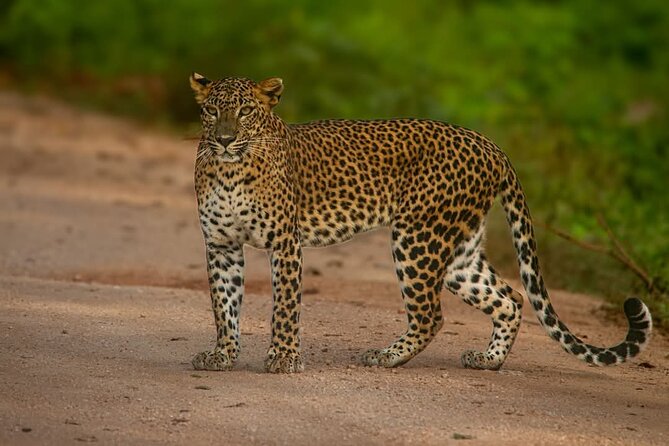 Yala National park: Half day & Full Day & Private - Safari Tours - What the driver adds to the experience