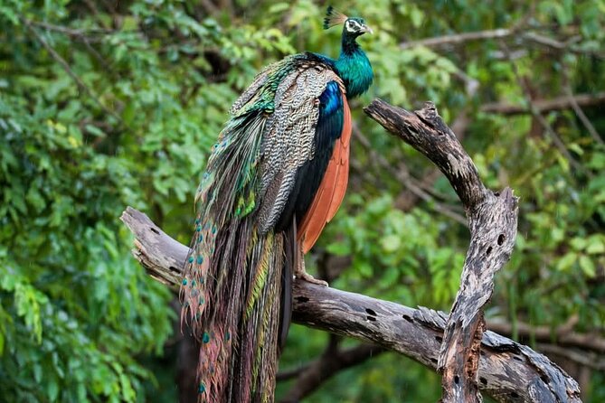 Yala National park: Half day & Full Day & Private - Safari Tours - Shared jeep or private safari?