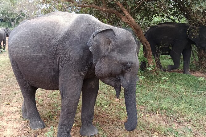 Yala National park: Half day & Full Day & Private - Safari Tours - Is $22 good value?