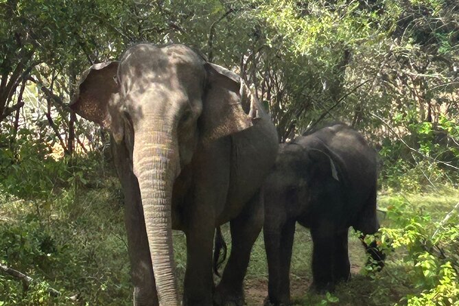 Yala National park: Half day & Full Day & Private - Safari Tours - Pickup, meeting point, and the day’s practical side
