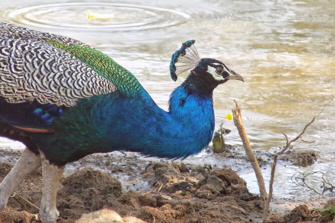 Yala National park: Half day & Full Day & Private - Safari Tours - Who will enjoy this Yala safari most?