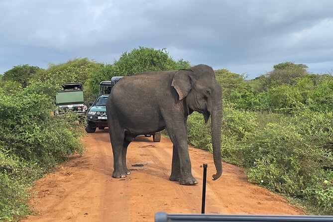 Yala National park: Half day & Full Day & Private - Safari Tours - The leopard search, and why patience matters