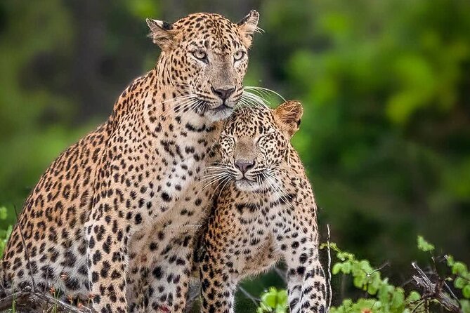 Yala National Park Half Day / Full Day Special Safari Tours - Key things to know before booking
