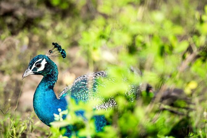 Yala National Park Half Day / Full Day Special Safari Tours - Leopards, elephants, sloth bears, and birds
