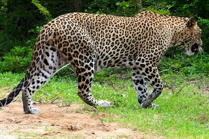Yala National Park Half Day / Full Day Special Safari Tours - Historical sites add a cultural layer