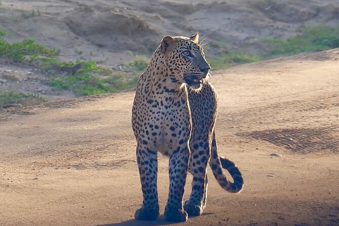 Yala National Park Half Day / Full Day Special Safari Tours - What the driver can add to the day