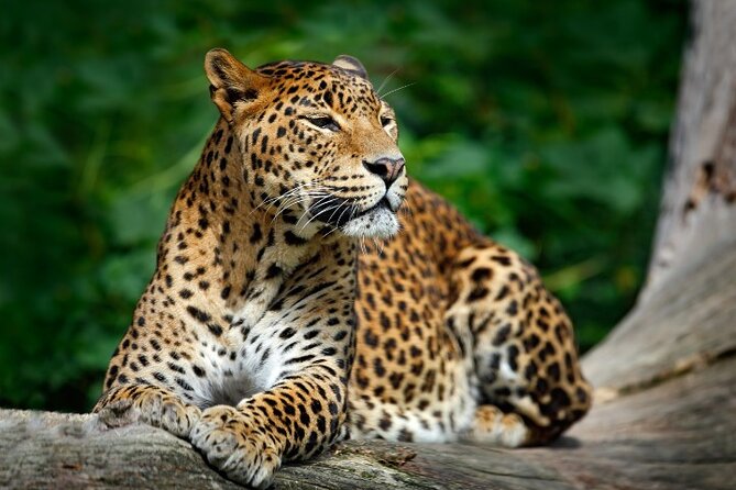 Yala National Park Half Day / Full Day Special Safari Tours - The 11 to 12-hour schedule and what it means