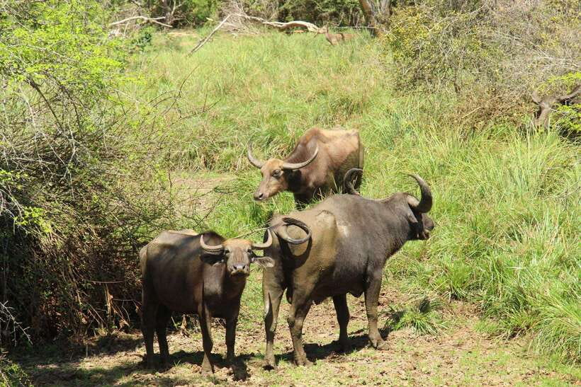Yala National Park: Half Day or Full Day Leopard Safari Tour - Who will enjoy this safari most