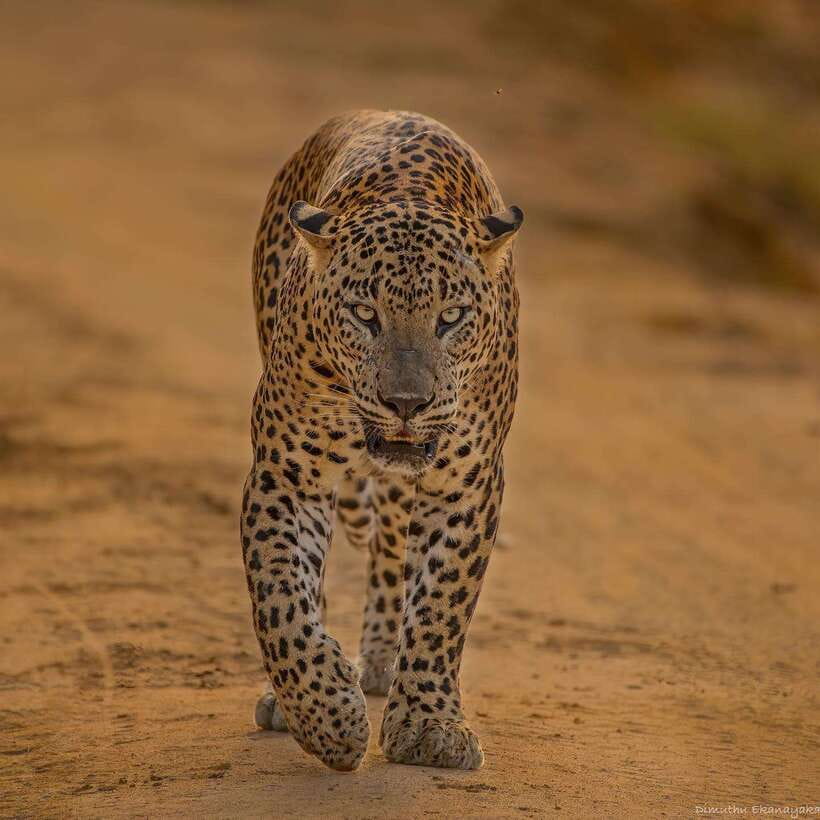 Yala National Park: Half Day or Full Day Leopard Safari Tour - Inside the park: four hours of searching