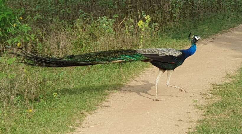 Yala National Park: Half Day or Full Day Leopard Safari Tour - Half-day or full-day: choosing the right length