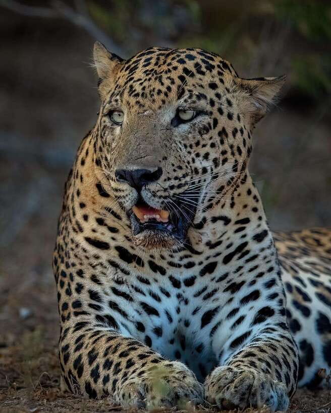 Yala National Park: Half Day or Full Day Leopard Safari Tour - The $16 price and what it really covers
