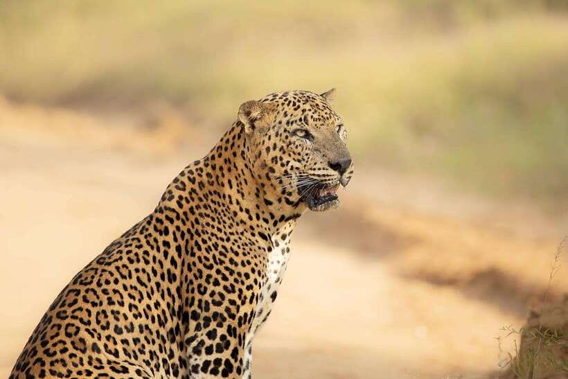 Yala National Park : Half Day or Full Day Safari Tours - The full-day option, breakfast, and lunch