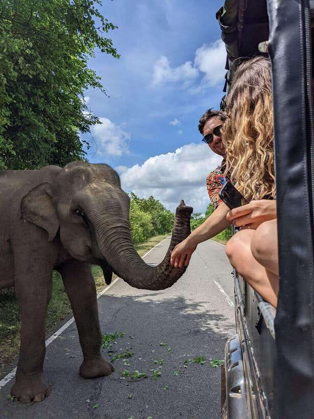 Yala National Park : Half Day or Full Day Safari Tours - What the guide adds to the day