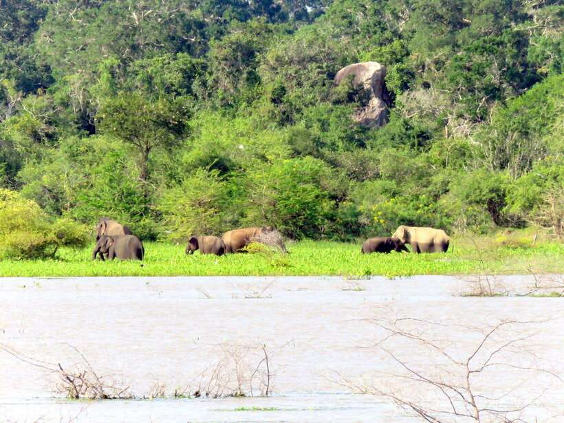 Yala National Park : Half Day or Full Day Safari Tours - Who will enjoy this Yala safari most