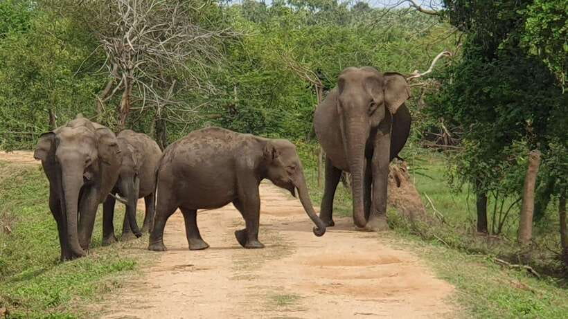 Yala National Park : Half Day or Full Day Safari Tours - Pickup from six towns and the ride to Yala