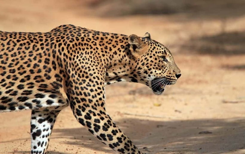 YALA National Park - HALF DAY or FULL DAY TOUR - Key points to know before booking