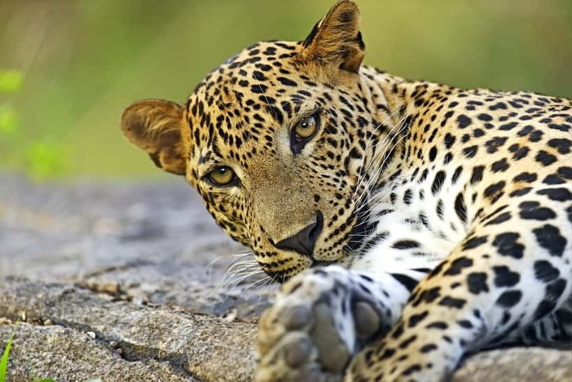 YALA National Park - HALF DAY or FULL DAY TOUR - Pickup from Tissamaharama and nearby towns