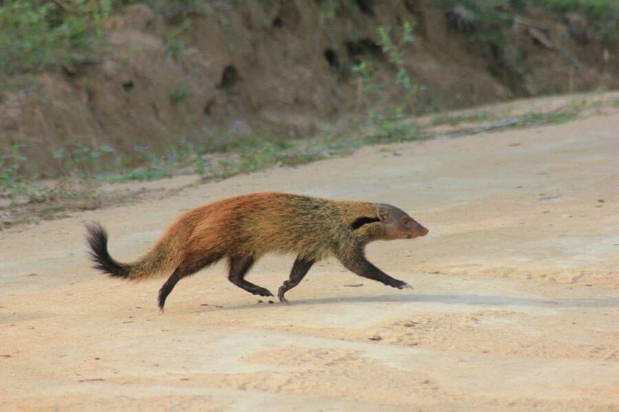 YALA National Park - HALF DAY or FULL DAY TOUR - The first two-hour game drive