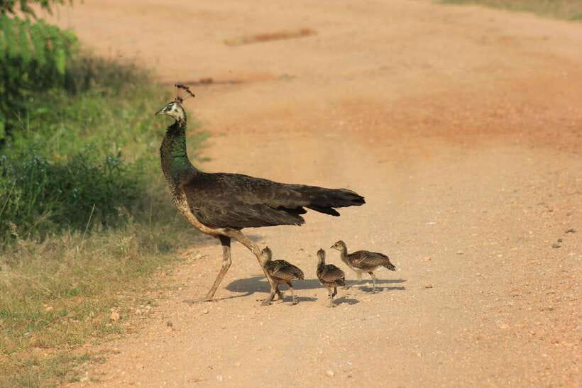 YALA National Park - HALF DAY or FULL DAY TOUR - Patanangala and the 30-minute break