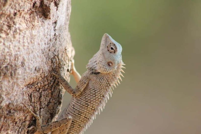 YALA National Park - HALF DAY or FULL DAY TOUR - The second 2.5-hour game drive