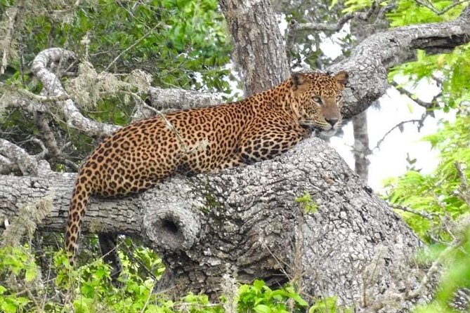 Yala National Park Half Day Safari - 4.30 a.m to 11.30 a.m - Key points before you book