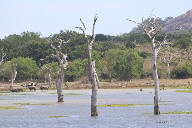 Yala National Park Half Day Safari - 4.30 a.m to 11.30 a.m - What the guide adds to the safari
