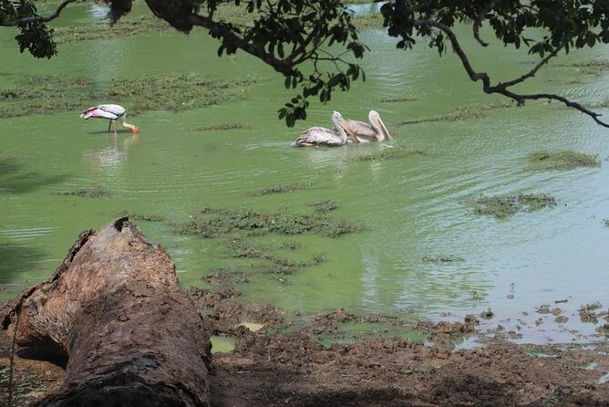 Yala National Park Half Day Safari - 4.30 a.m to 11.30 a.m - Breakfast at the right moment