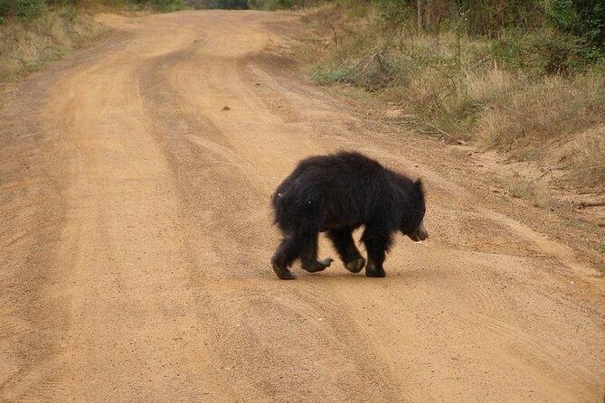 Yala National Park Half Day Safari - 4.30 a.m to 11.30 a.m - Shared jeep value for solo visitors