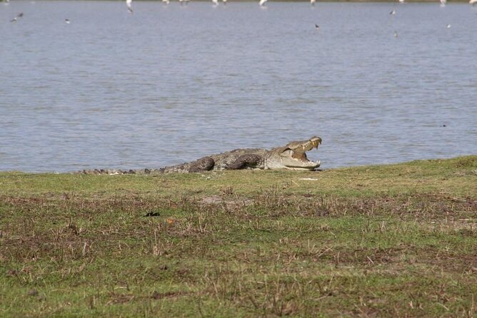 Yala National Park Half Day Safari - 4.30 a.m to 11.30 a.m - The practical rhythm of the morning