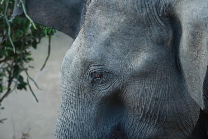Yala National Park Half Day Safari - 4.30 a.m to 11.30 a.m - Who will get the most from this tour