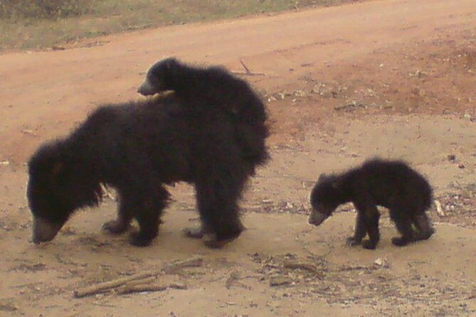 Yala National Park Half Day Safari - 4.30 a.m to 11.30 a.m - Entering Yala National Park