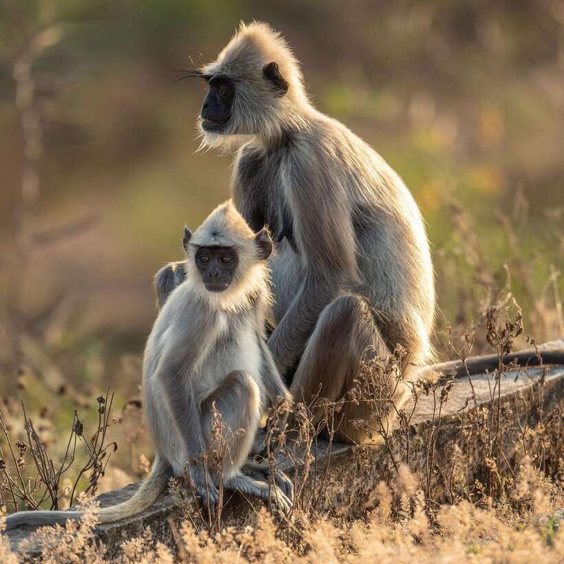 Yala National Park Half day Safari - What the half-day format feels like
