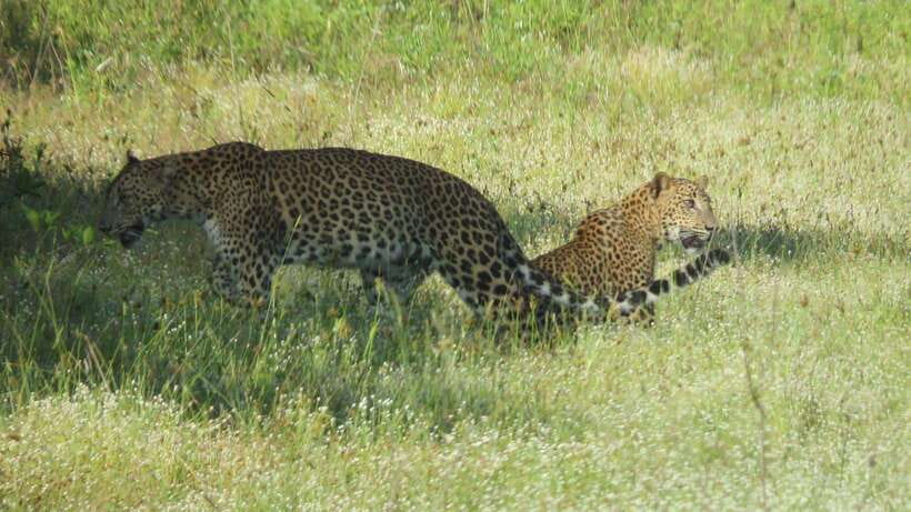 Yala National Park Jeep Safari: Leopards, Elephants & Wild - Why Yala is worth your time