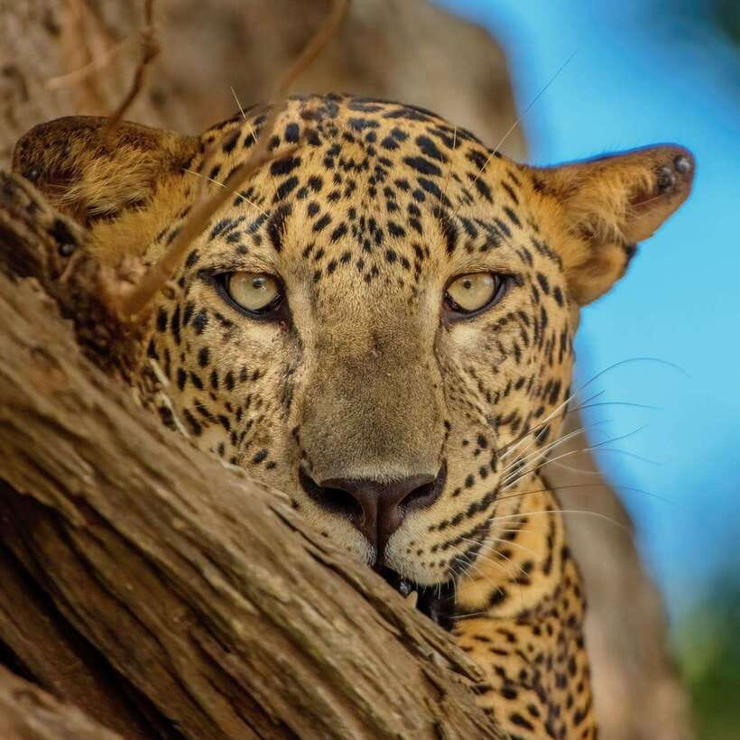 Yala National Park Jeep Safari: Leopards, Elephants & Wild - Breakfast, drinks, fruit and the full-day lunch