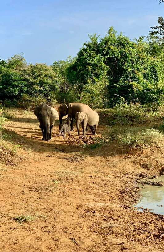 Yala National Park Jeep Safari: Leopards, Elephants & Wild - Who will enjoy this safari most