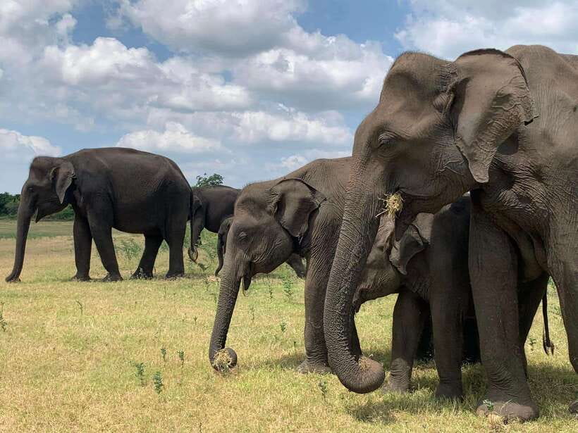 Yala National Park Jeep Safari: Leopards, Elephants & Wild - Hotel pickup from five southern Sri Lankan bases
