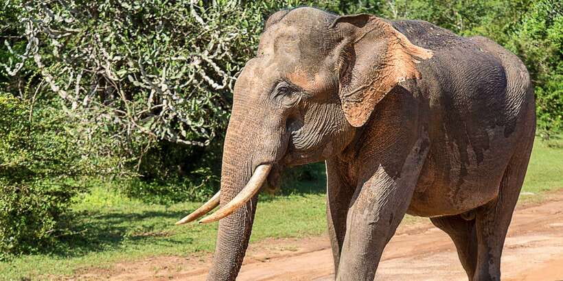 Yala National Park: Leopard Safari Full day tour with Lunch - Why Yala Works Best as a Full-Day Safari