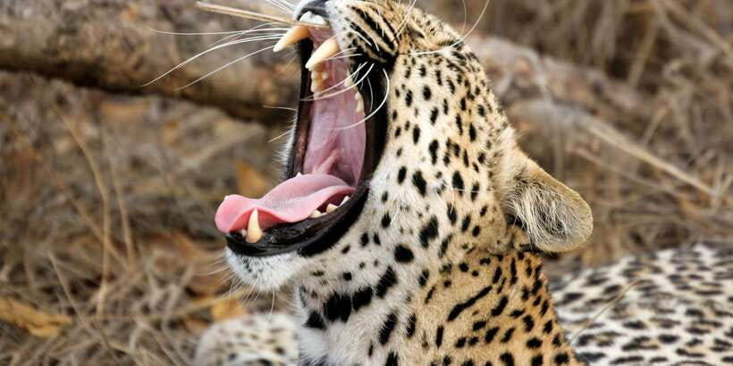 Yala National Park: Leopard Safari Full day tour with Lunch - Yala’s changing scenery is part of the experience