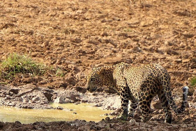 Yala National Park Leopard Safari - HALF DAY/FULL DAY TOUR - How the four-hour half-day safari works
