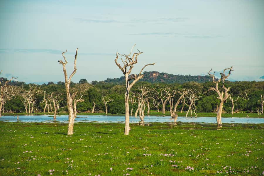 Yala National Park: Leopard Safari Half/Full-Day Safari - Key points to know before you book