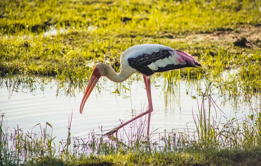 Yala National Park: Leopard Safari Half/Full-Day Safari - What the $38 safari price really covers