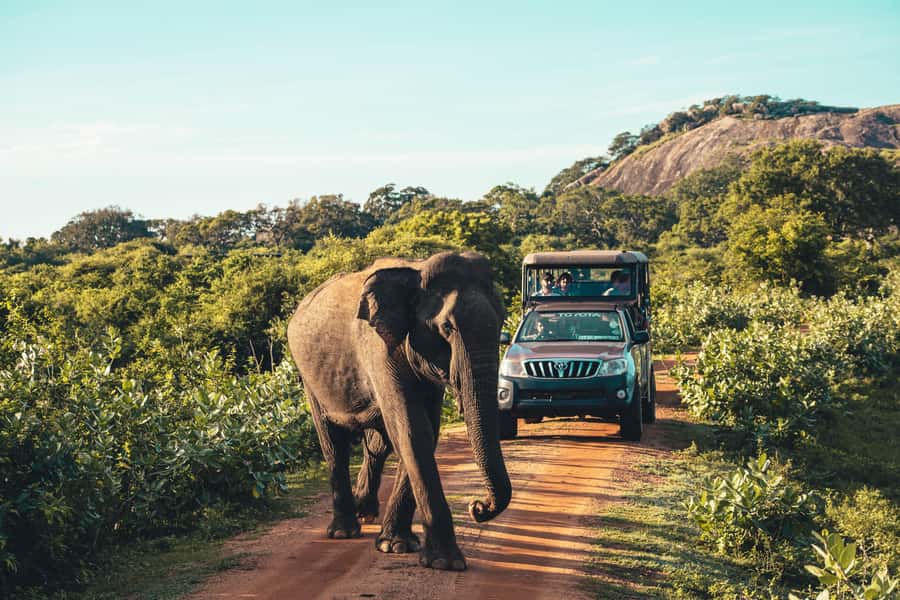 Yala National Park: Leopard Safari Half/Full-Day Safari - What the afternoon safari offers from 2 to 6 p.m.