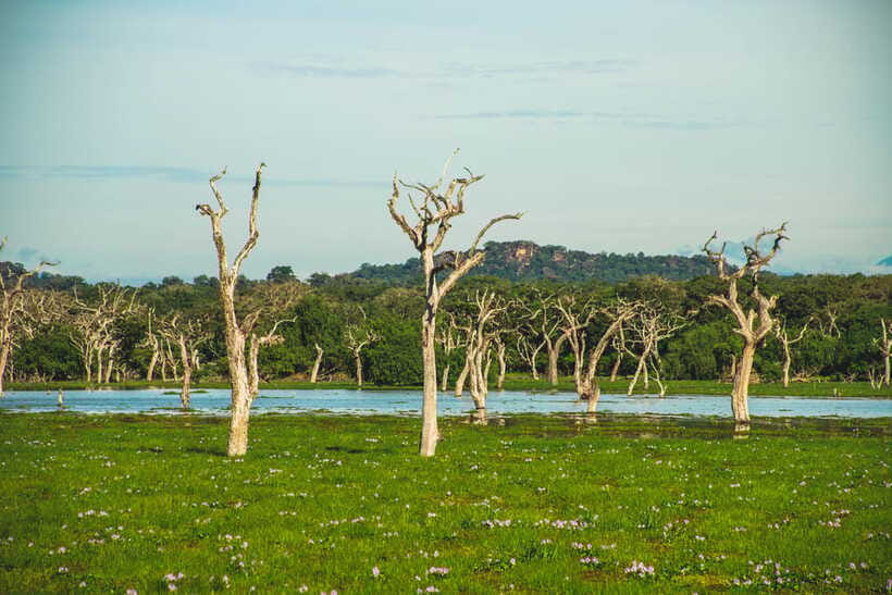 Yala National Park: Leopard Safari Half/Full-Day Safari - Animals you might see in Yala