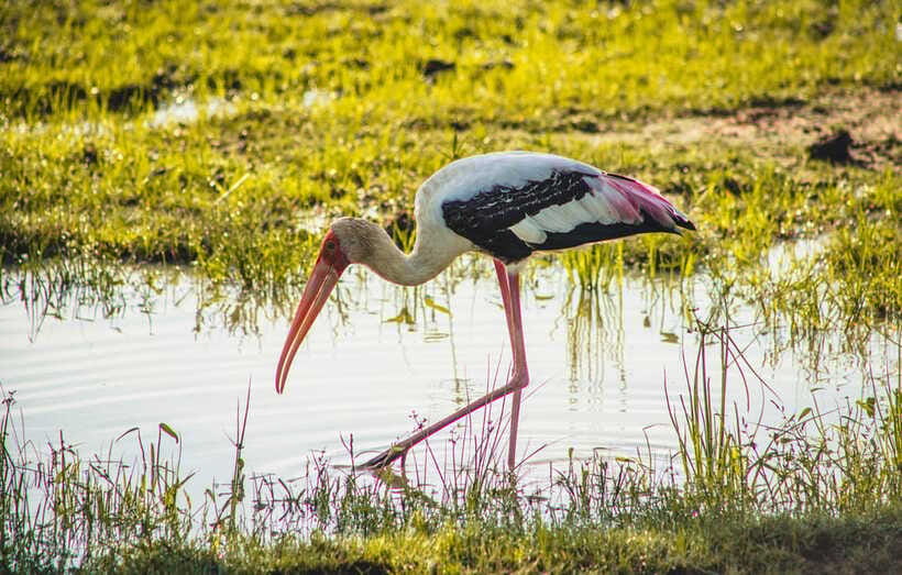 Yala National Park: Leopard Safari Half/Full-Day Safari - A pleasant break beside the water