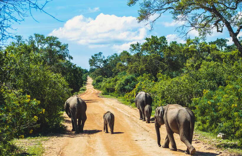 Yala National Park: Leopard Safari Half/Full-Day Safari - Pickup points and the end of the drive