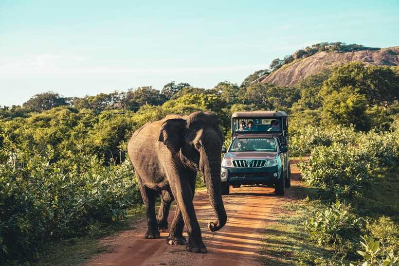 Yala National Park: Leopard Safari Half/Full-Day Safari - How the experience feels for families and different types of visitors