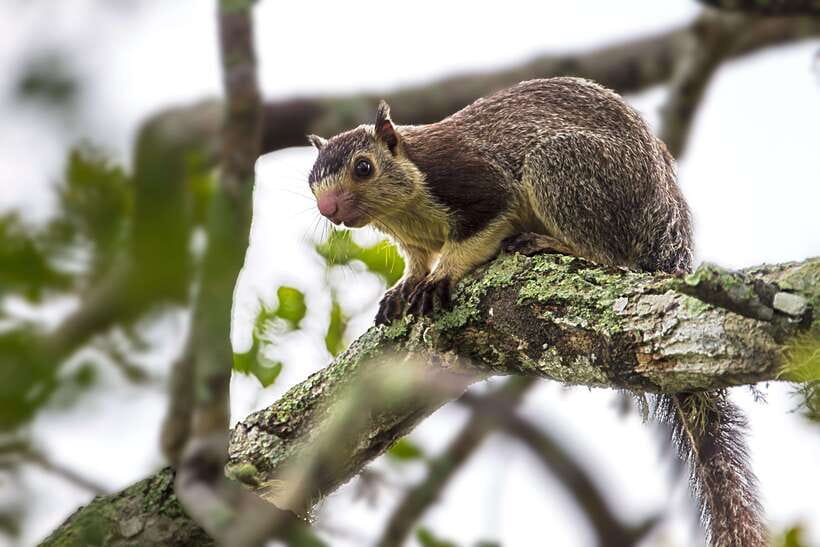 Yala National Park: Leopard Safari Tour with Park Tickets - The morning route and breakfast break