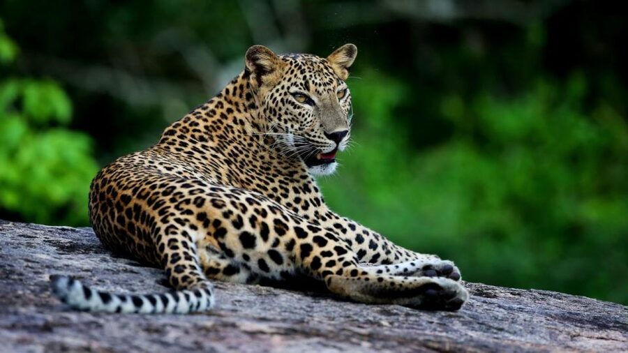 Yala National Park: Leopard Safari Tour with Park Tickets - The guides are the main reason to book
